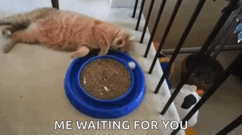 Fat Cat Lazy GIF - Fat Cat Lazy Waste Time GIFs