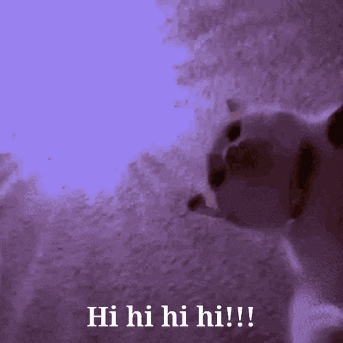 a purple background with the text hi hi hi hi