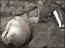 Uyandırmak GIF - Uyandirmak Penguen Deniz Aslani GIFs