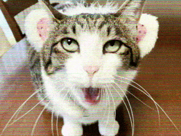 a close up of a cat 's face with a blurry background