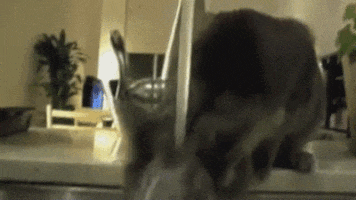 a cat is playing with a glass of water
