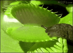 Slug GIF - Slug GIFs