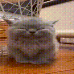 a cat is sitting on a wooden table with its eyes closed .
