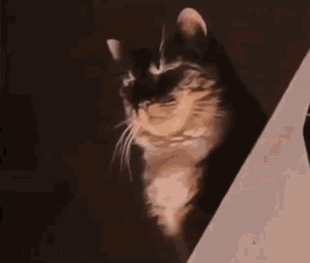 a close up of a cat looking at something
