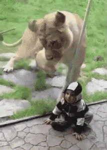 a little boy is sitting on the ground while a lion stands behind him .