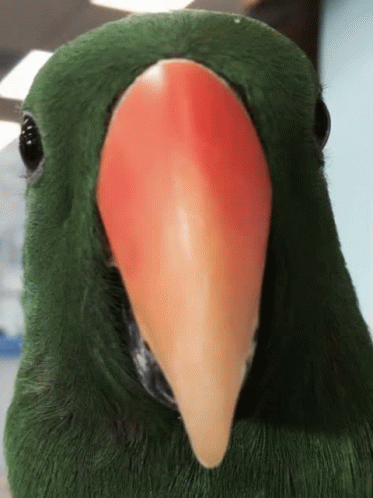 Bird Berd GIF - Bird Berd Sticker GIFs