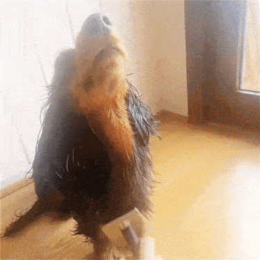 Dog Dancing Dog Dance GIF - Dog Dancing Dog Dance Brush GIFs