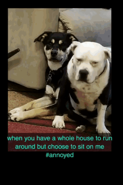 Dog Annoyed GIF - Dog Annoyed Sit On Me GIFs