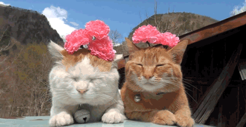 Cat GIF - Happycat GIFs