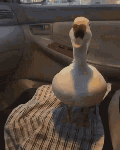 Duck Quack GIF - Duck Quack Squawk GIFs