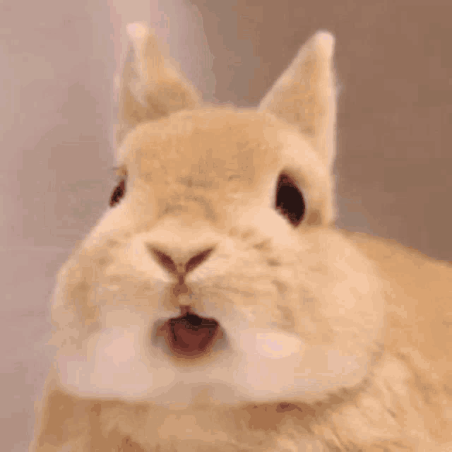 Jungkook Bunny GIF - Jungkook Bunny Plutoseok GIFs