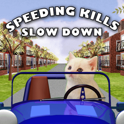 a cat driving a car with the words speeding kills slow down