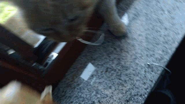 a cat is standing on a marble counter and looking at the camera