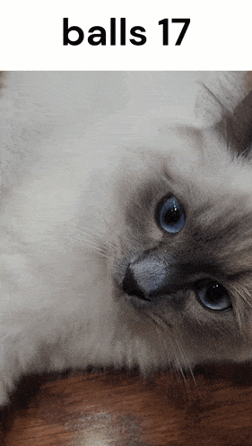 a cat with blue eyes is laying on a wooden floor with the words balls 17 above it
