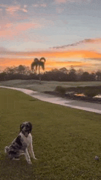 a dog is sitting on the grass in front of a sunset .