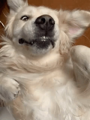 Golden Retriever Cute GIF - Golden Retriever Cute Dog GIFs