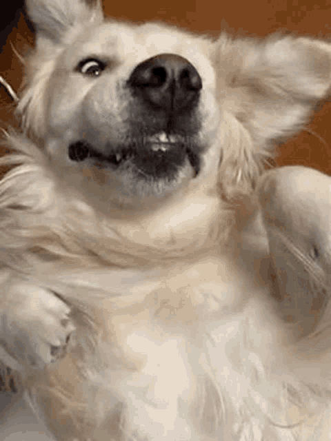 a close up of a dog laying on its back .