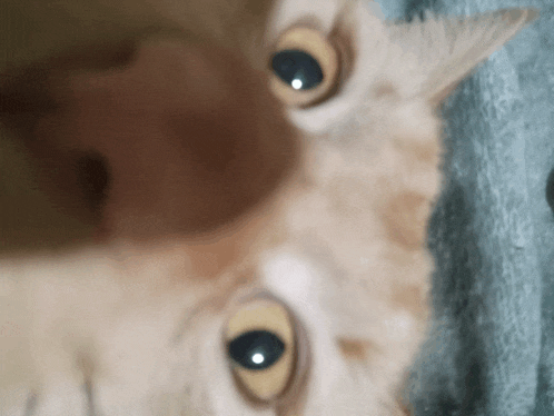 a close up of a cat 's eyes on a blue background