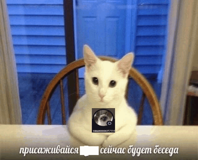 a white cat is sitting in a chair with a picture of a dog in the corner