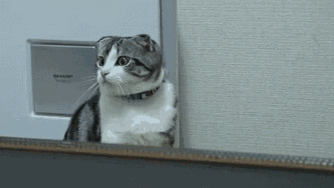 a cat sitting in front of a sharp door