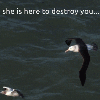 a seagull is flying over the ocean with the words she is here to destroy you above it