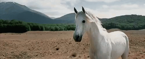 Yes Please GIF - Horse Horses Equine GIFs
