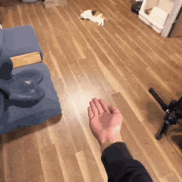 a person 's hand is reaching out towards a cat on the floor