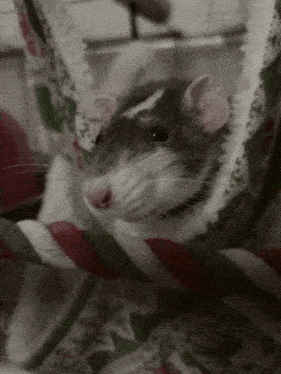 a close up of a rat in a hammock