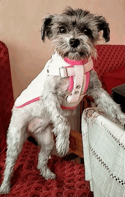 a small dog wearing a pink and white harness is standing on its hind legs on a table .