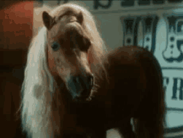 a close up of a pony with long hair standing in front of a sign that says ' a ' on it