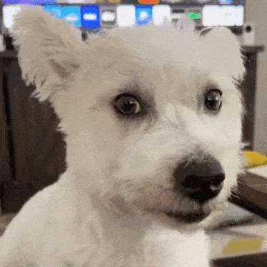 a close up of a white dog 's face with a tv in the background