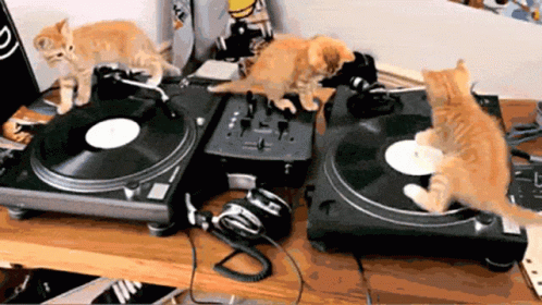 Cats Spinning GIF - Cats Spinning Round We Go GIFs