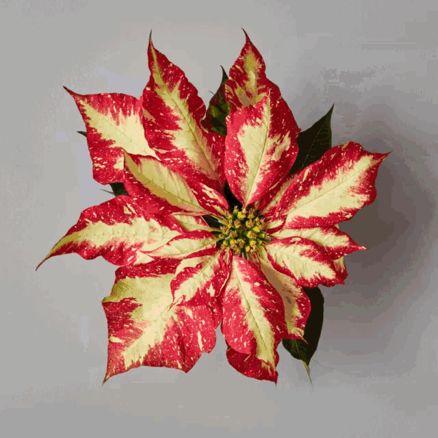 a poinsettia flower with red and yellow leaves and a yellow center