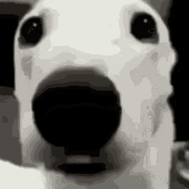 a close up of a white dog 's nose with a black background .