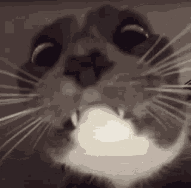 a close up of a cat 's face with its mouth open and a light coming out of it 's mouth .