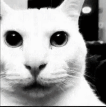 Cat Despair GIF - Cat Despair Meme GIFs