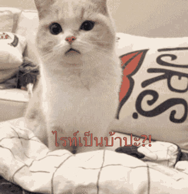 Realkimroro Cat GIF - Realkimroro Cat Kitten GIFs
