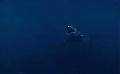 Big Scary Shark Chomp GIF - Shark Bite Scary GIFs
