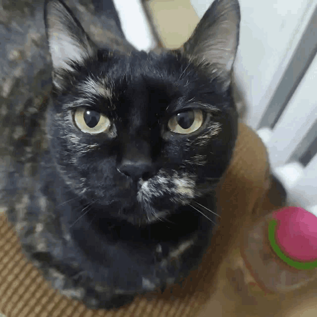 a close up of a cat 's face with a pink ball in the background
