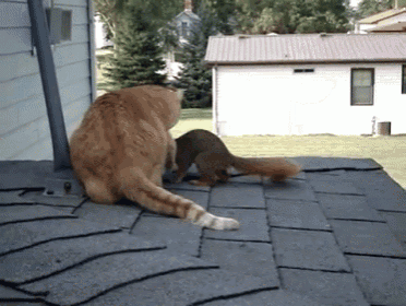 Cat And Squirrel Playing GIF - Cat Squirrel Play GIFs