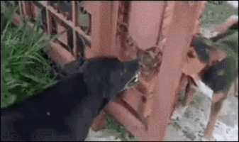 Dogs Angry GIF - Dogs Angry Fail GIFs
