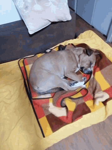 a dog is laying on a blanket with a leash around its neck