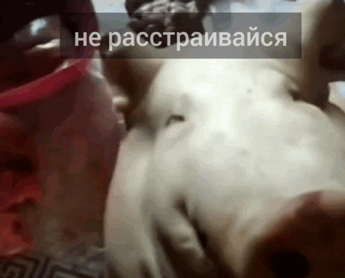 a picture of a pig with a caption in a foreign language that says " не расстраивайся "