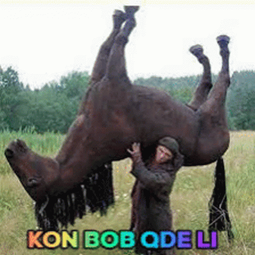Kon Bob GIF - Kon Bob Qde GIFs