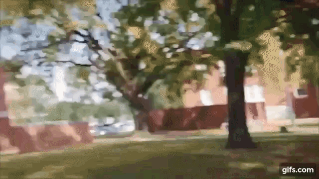 a blurry picture of a park with a tree in the foreground and a building in the background