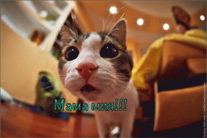 мама мия GIF - Mama Cat Kitten GIFs