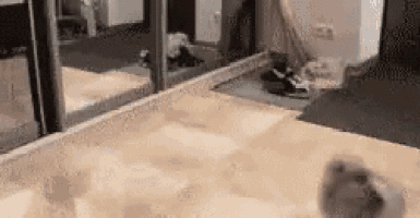 a cat is standing on a wooden floor in a hallway .