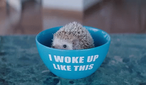 Animal Cute GIF - Animal Cute I Woke Up Like This GIFs