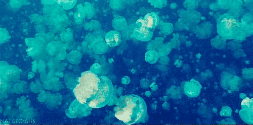 a bunch of jellyfish are floating in the water with the words nat geo gifs written on the bottom