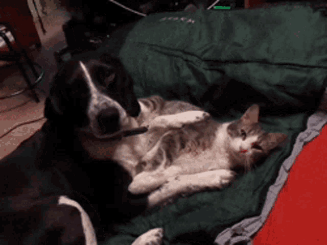 a dog and a cat are laying next to each other on a green blanket